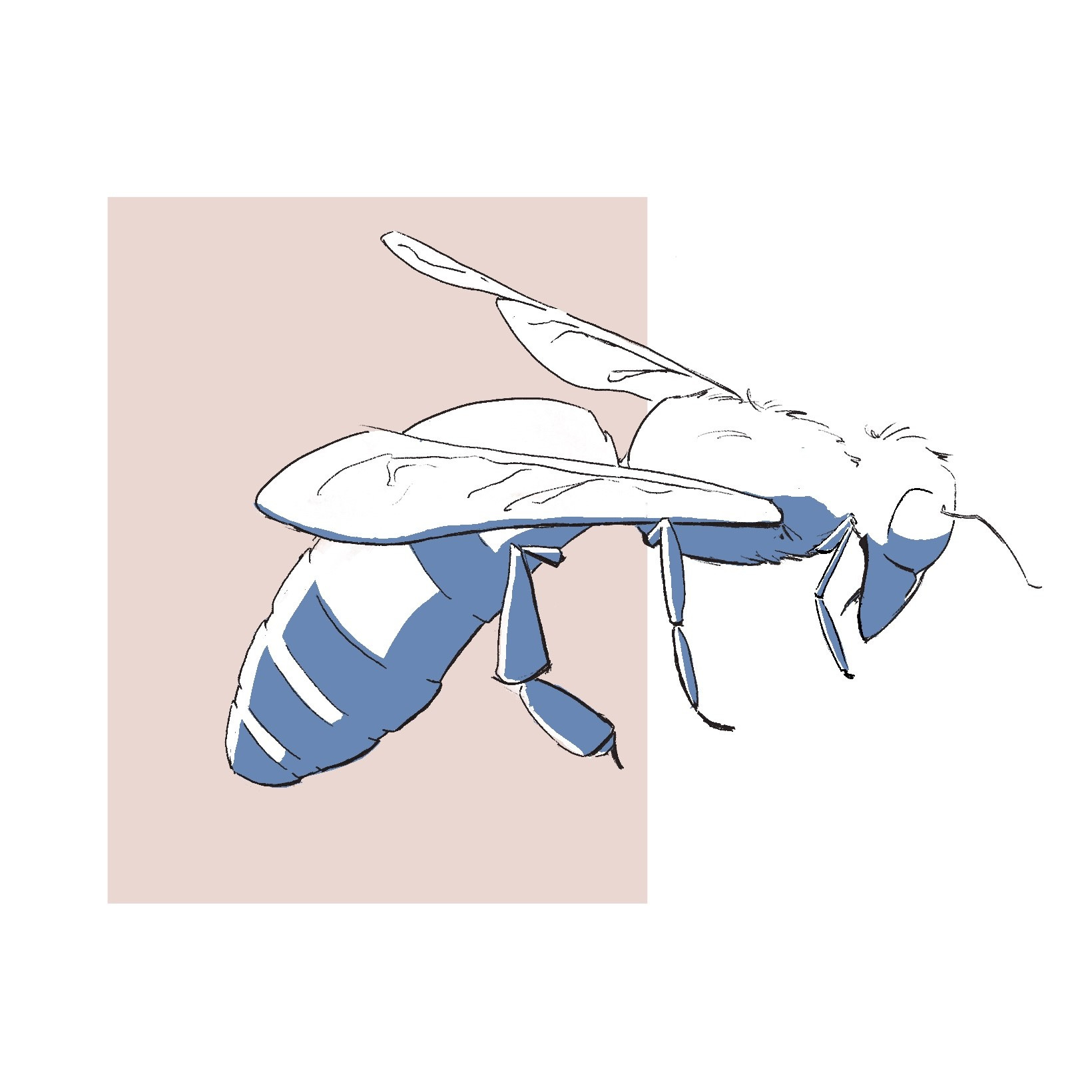 A linear drawing of a bee.