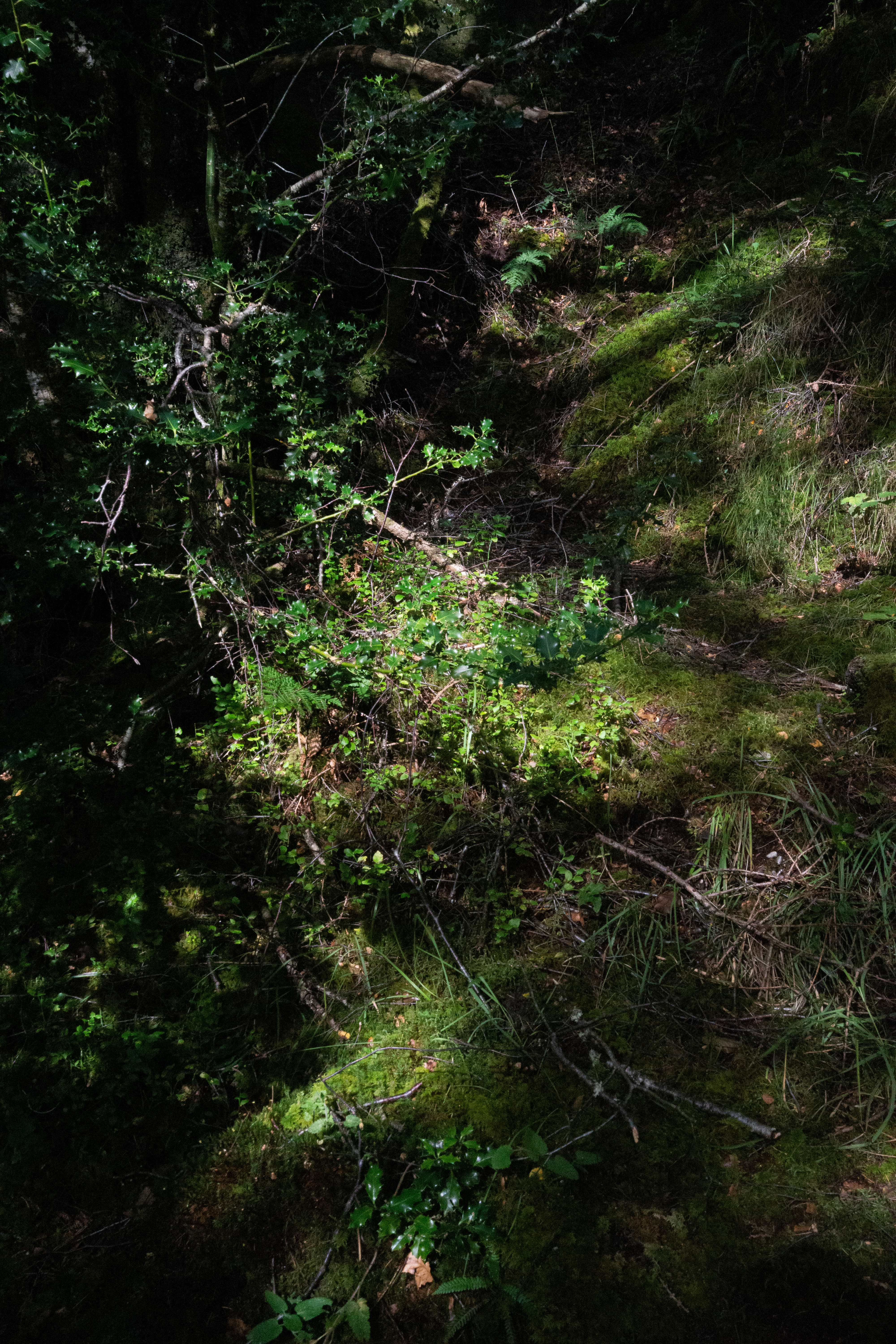 Patches of light fall onto moss
